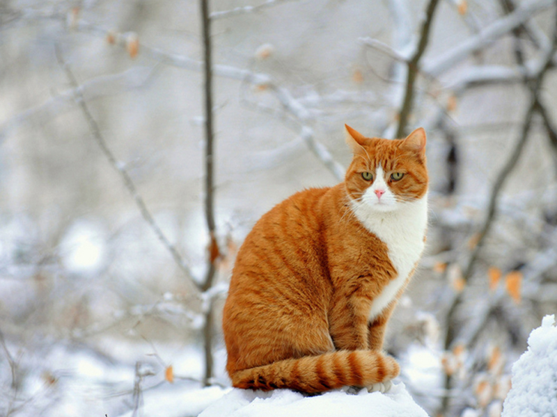 猫博代氏菌病