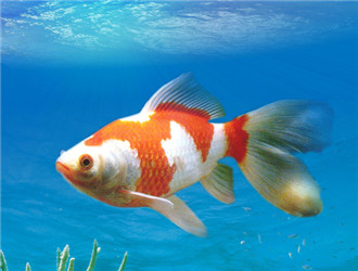 红白草金鱼