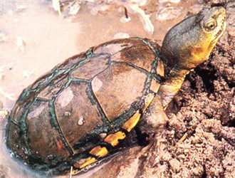 黃泥龜