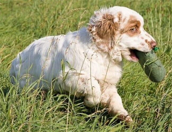 克伦伯猎鹬犬