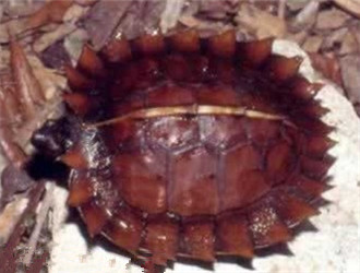 刺山龟