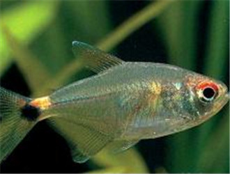 頭尾燈魚