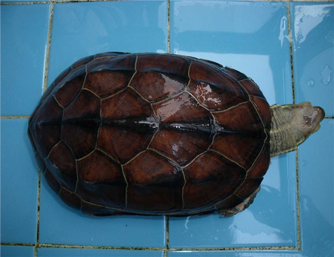臘戌擬水龜