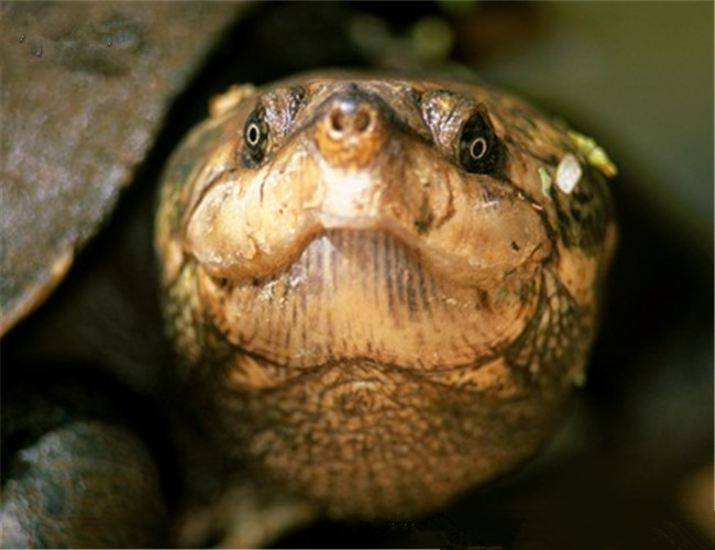 马达加斯加大头侧颈龟
