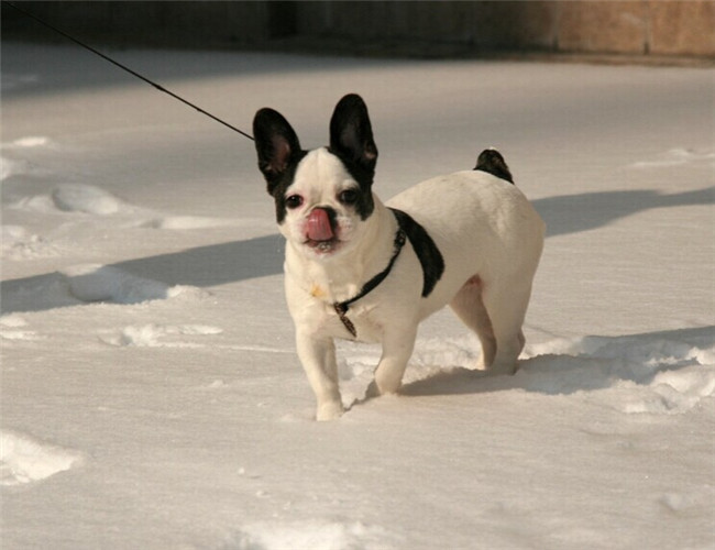 犬副傷寒