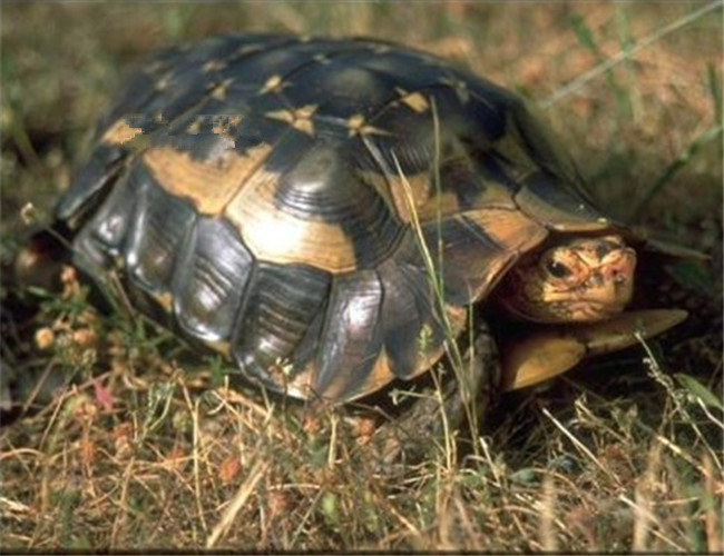 非洲折背陆龟