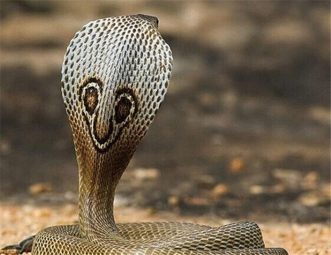 印度眼鏡蛇