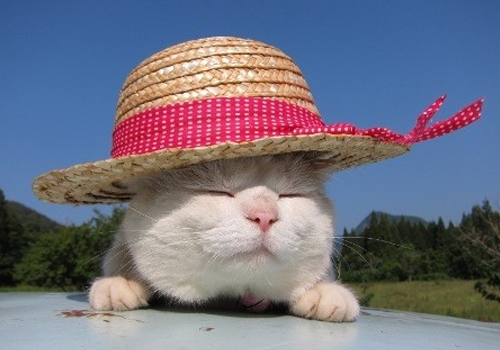 猫低血钙症