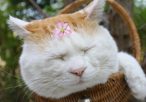 猫肥大细胞瘤