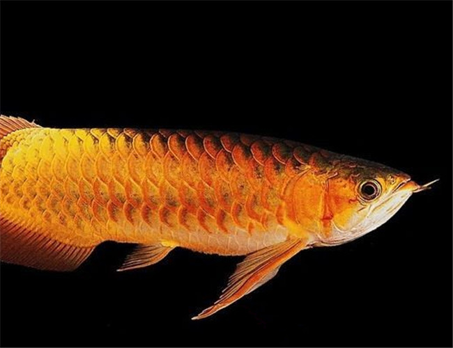 橙红龙鱼