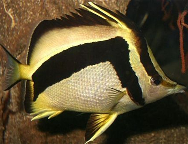 鐮蝴蝶魚
