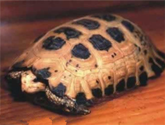 特拉凡柯陸龜