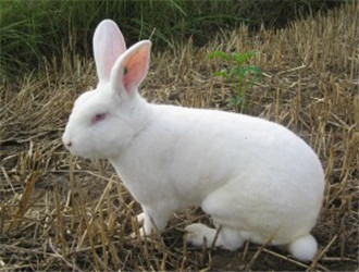 中國白兔