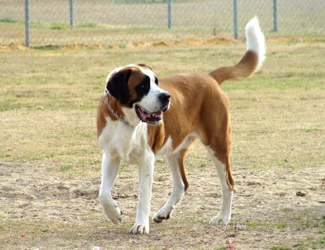 圣伯纳犬