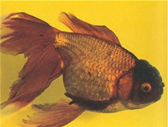 棕色高頭翻鰓金魚