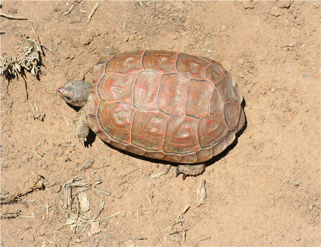 卡鲁海角陆龟