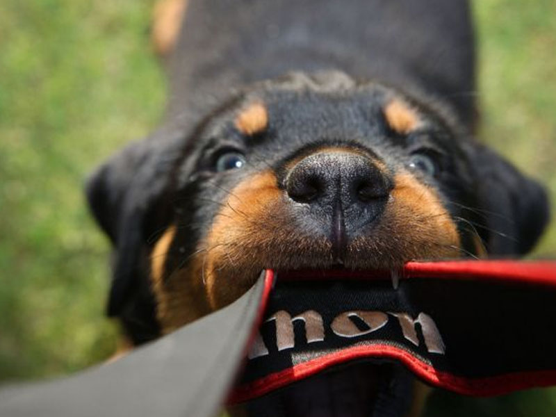 犬寄生蟲性皮膚病