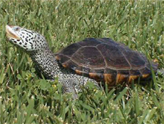 佛羅里達東部鉆紋龜