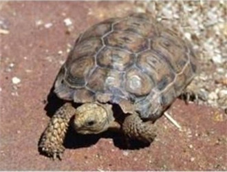 伯格海角陆龟