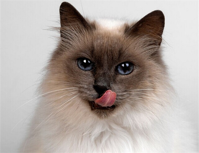 猫有机磷中毒