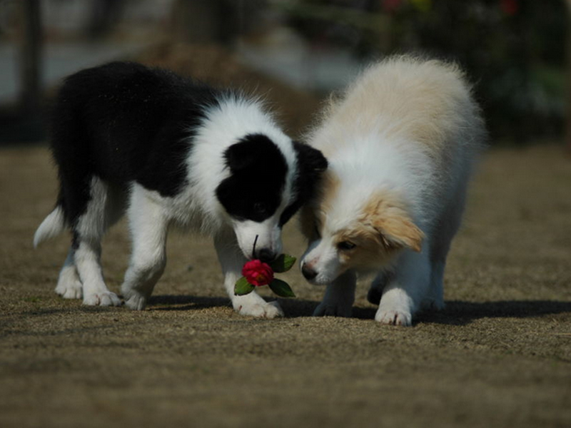 犬子宮扭轉(zhuǎn)