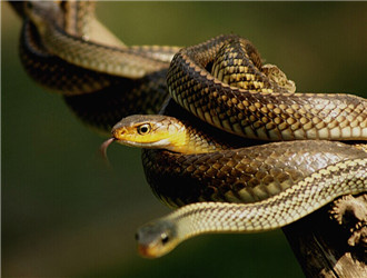 滑鼠蛇