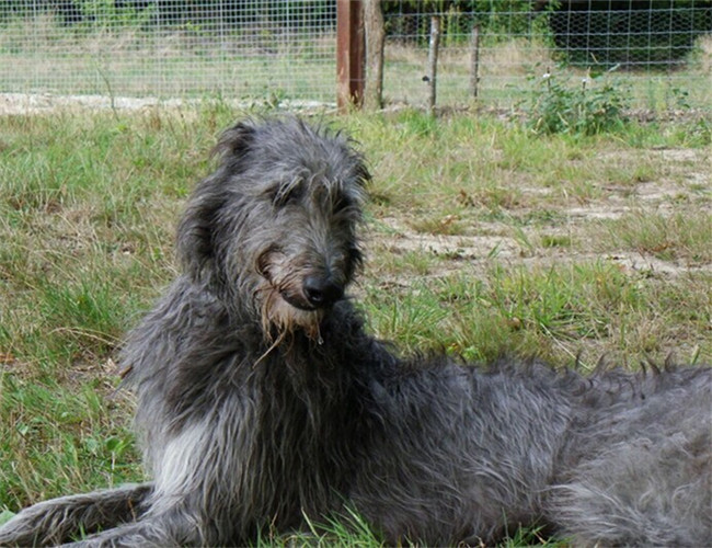 苏格兰猎鹿犬,苏格兰猎鹿犬价格,苏格兰猎鹿犬多少钱一只,苏格兰猎