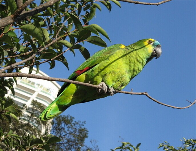 绿颊亚马逊鹦鹉