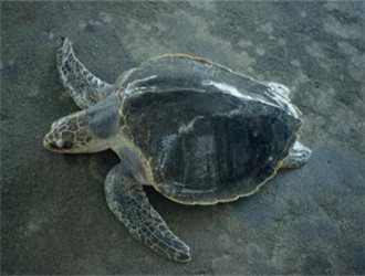 太平洋麗龜