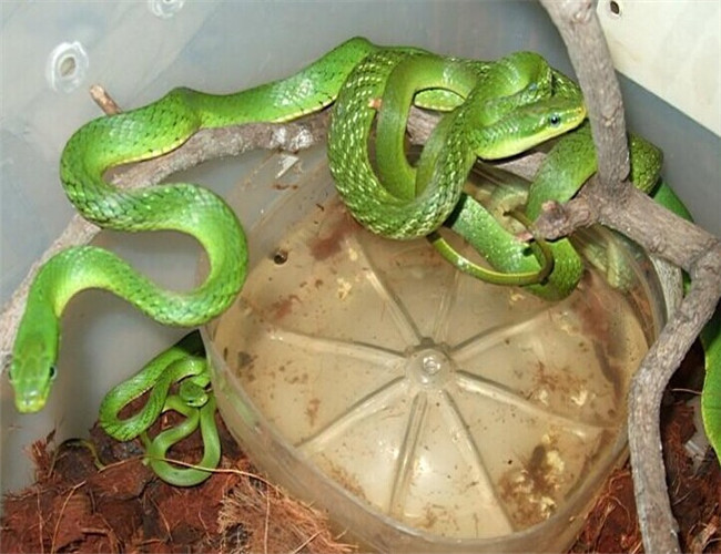 绿锦蛇