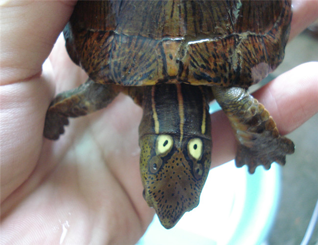 眼斑水龜