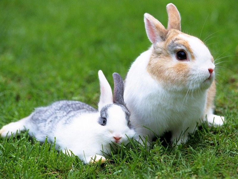 兔子打喷嚏