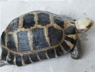 缅甸陆龟