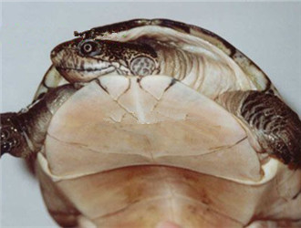 非洲棱背泥龜