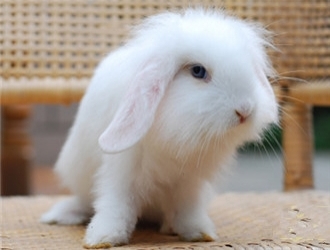 垂耳兔