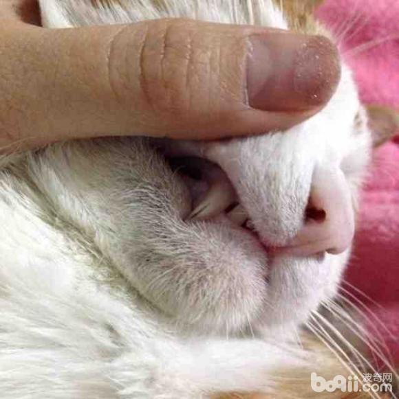 小猫牙齿上有黑线