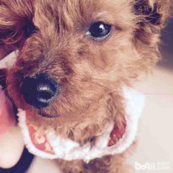 泰迪眼睛有白色眼屎|-波奇网百科大全