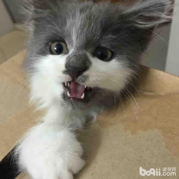 我这是什么血统的混血猫?