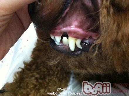 贵宾双排牙怎么办?
