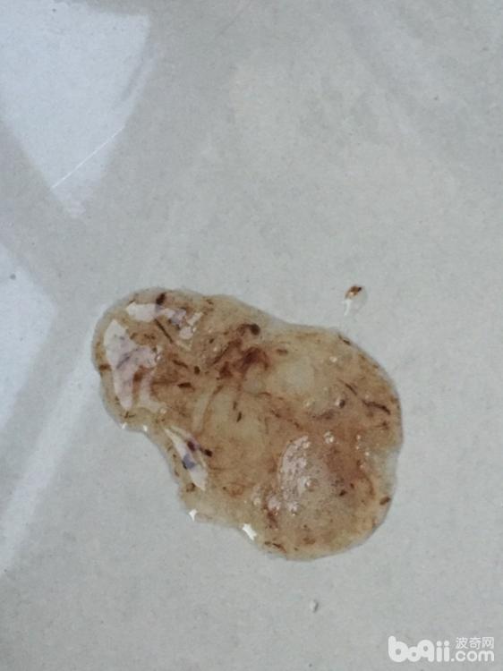 二月金毛没精神,见图|-波奇网百科大全