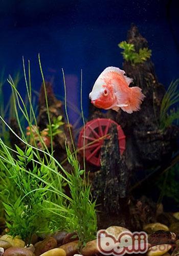 混合饲养热带鱼需要注意|-波奇网百科大全