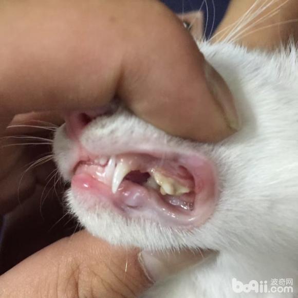猫咪牙齿有问题|-波奇网百科大全