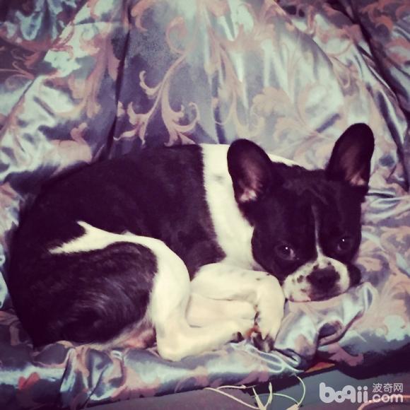 狗狗不吃饭也没精神|-波奇网百科大全