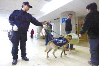 爆破犬