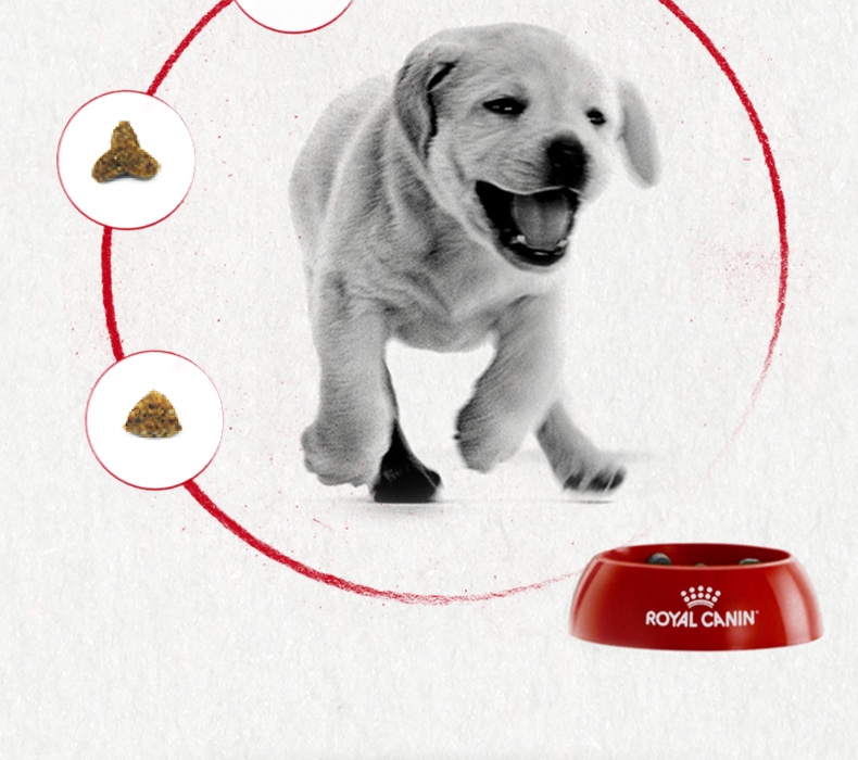 法国皇家ROYAL CANIN A3优选怀孕哺乳期母犬及幼犬粮 8kg