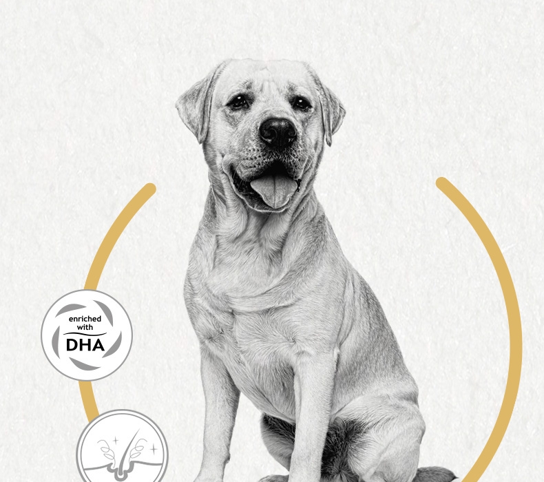 法国皇家ROYAL CANIN 拉布拉多成犬粮 3kg*4