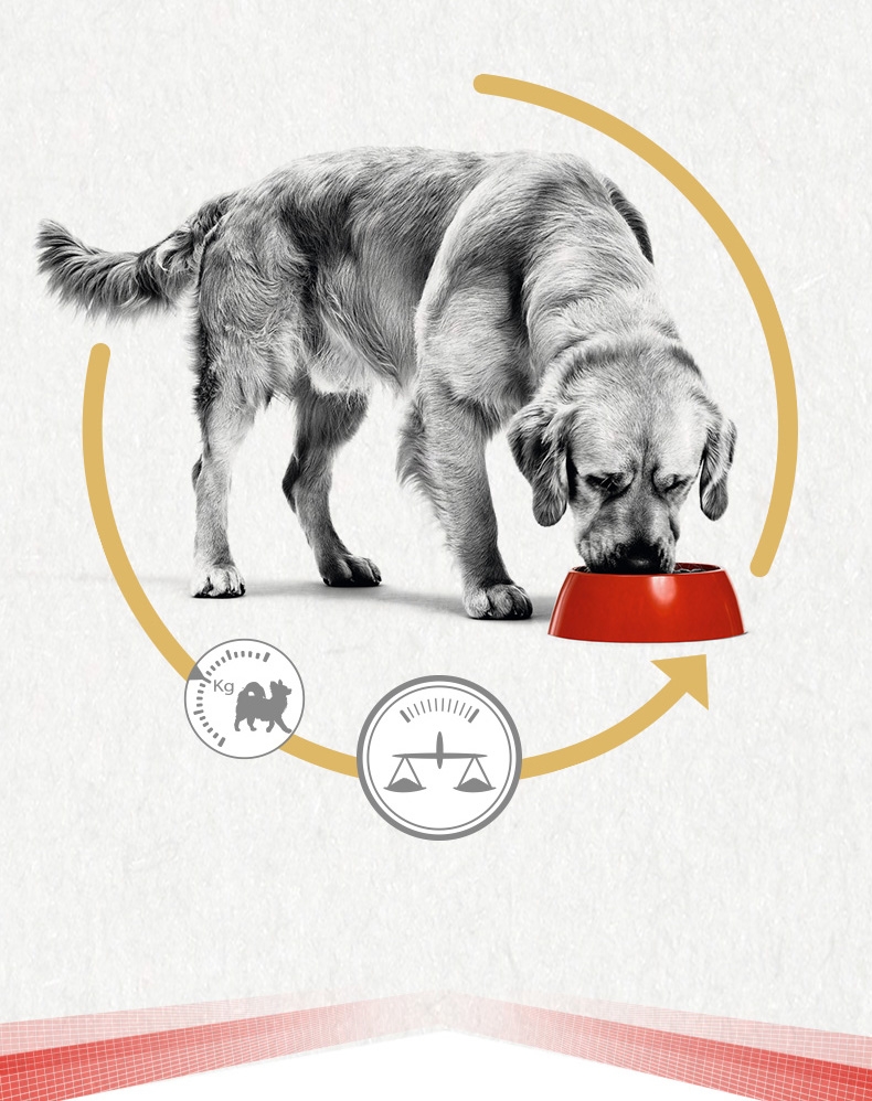 法国皇家Royal Canin 金毛成犬粮 14kg (3.5kg*4包)