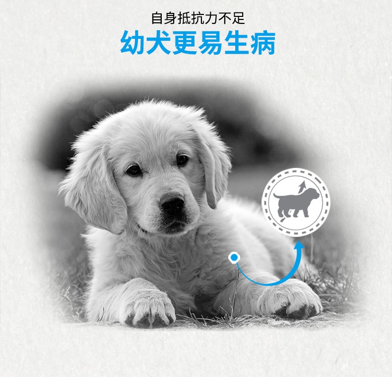 法国皇家ROYAL CANIN 金毛用幼犬粮 14kg(3.5kg*4)