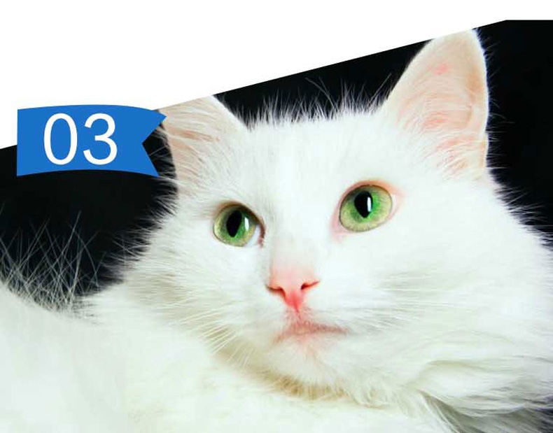 珍宝 成猫粮精选海洋鱼猫粮500g 明亮眼睛