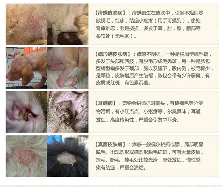 金盾 宠物消炎杀螨膏20g 治疗猫狗蠕形螨疥螨细菌真菌皮肤病